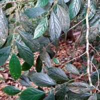 Gironniera parvifolia Planch.